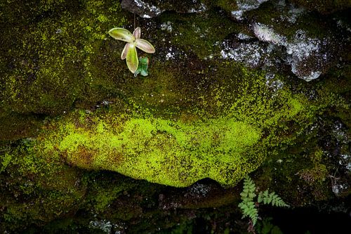 Das einfache Leben von John Been