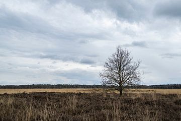 Natuurgebied de Regte Heide van Jeroen van Eijndhoven