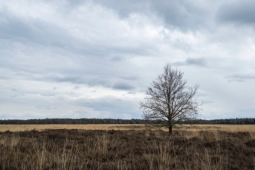 Regte Heide nature reserve by Jeroen van Eijndhoven