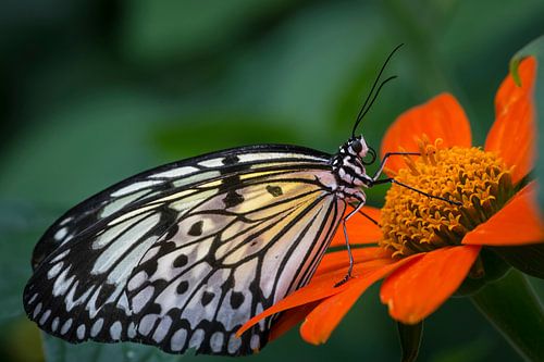 Macro image of a tropical butterfly on a coloured flower against a grey background