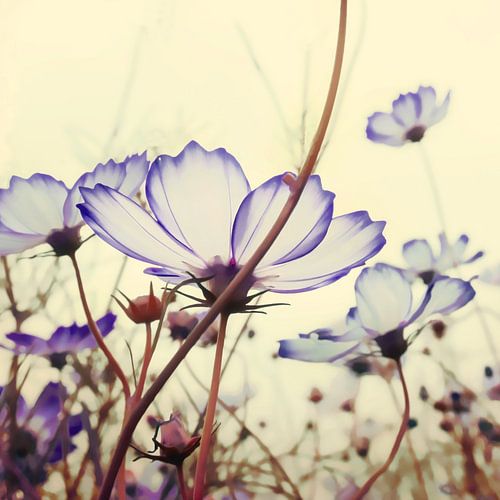 TEDERE ZACHTE BLOESEMS-A