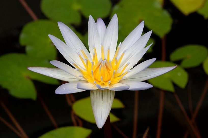 Fleur de nénuphar en gros plan par Frans Rombout