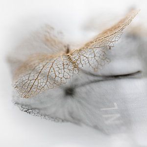 Fragiel blaadje van een hortensiabloem