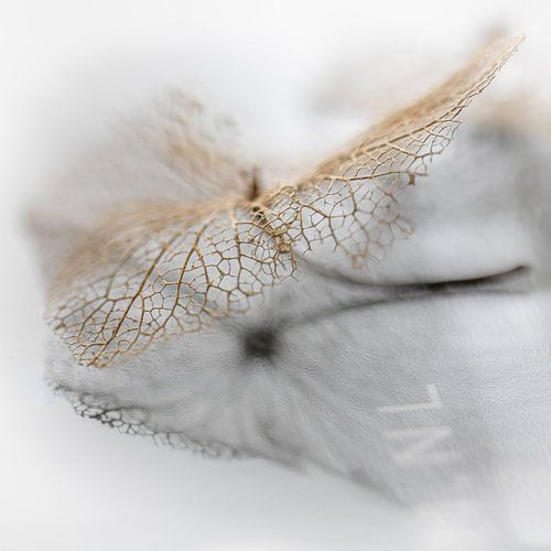 Zerbrechliches Blatt einer Hortensienblüte