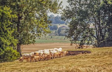 Genieten in Zuid-Limburg van John Kreukniet