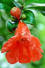 one pomegranate blossom by Werner Lehmann