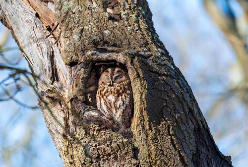 Une chouette hulotte dans son gîte à Meijendel