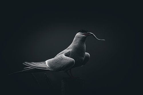 The Arctic tern with a sand eel.