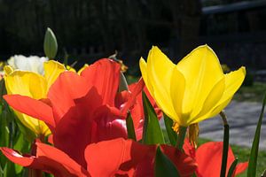 Tulpen von Heinz Grates