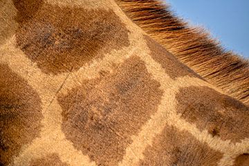 Skin, Giraffe by Jan Fritz