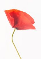 Mohn 1