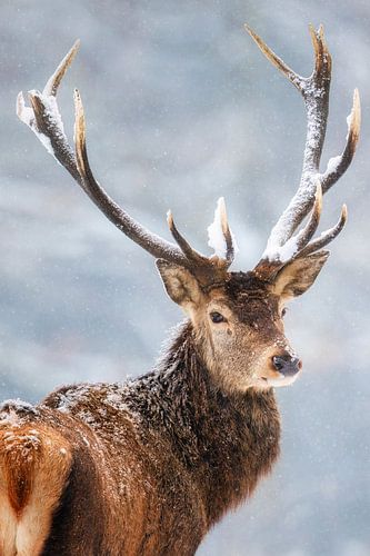 snowy deer in portrait by Daniela Beyer