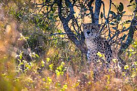 Cheetah half hidden in golden light by FotovandeGraaff Wildlife fotografie Afrika