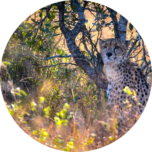 Jachtluipaard half verscholen in gouden licht