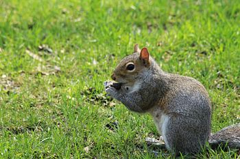 eekhoorn in Central Park