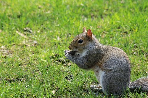 eekhoorn in Central Park