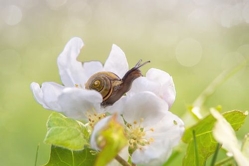 Spring fever by Tanja Riedel