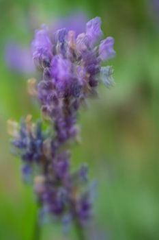 Fleur violette en mouvement