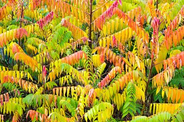 Fluweelbomen met verschillende herfstkleuren