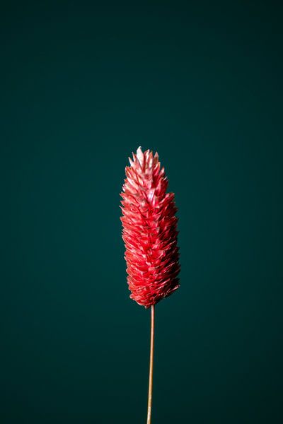 Rote getrocknete Blume (grün) von michel meppelink