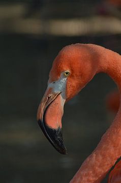 Roze Flamingo van Henk Meima