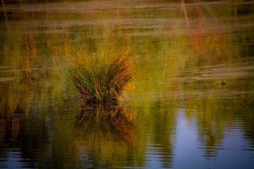 Grasbüschel in der Mitte eines Sees, mit Spiegelung im Wasser