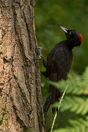 Black Woodpecker by Erwin Goossens