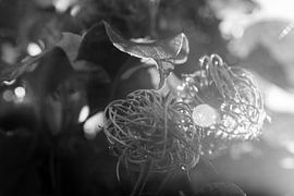 Clematis in herfstlicht by Kiezel Fotografie