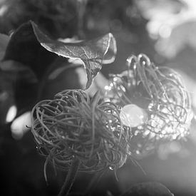 Clematis in herfstlicht van Kiezel Fotografie