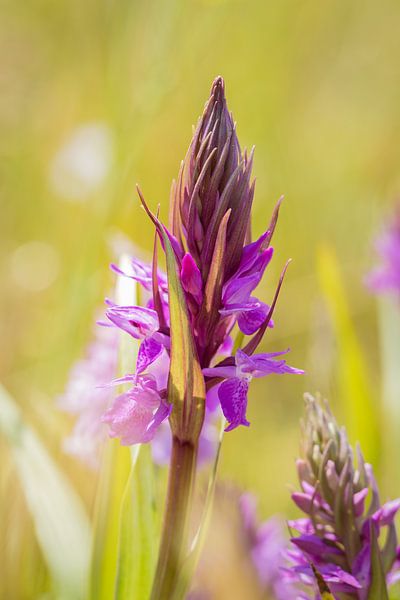 Broad-leaved Marsh Orchid by Diane van Veen