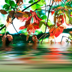 Herfstbladeren worden gereflecteerd in het meer van Frank Grässel