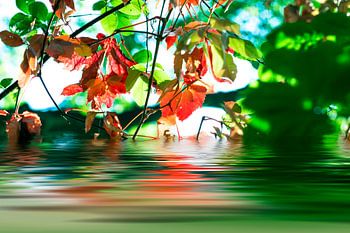 Herbstblätter spiegeln sich im See
