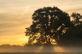Sonnenaufgang mit schönen Sonnenstrahlen