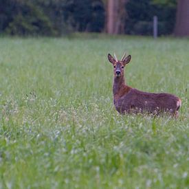 Reh im Morgenlicht – Nijreesbos, Almelo von Bas Greevink