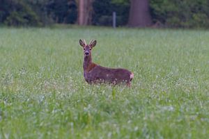 Une chevreuille dans la lumière du matin – Nijreesbos, Almelo