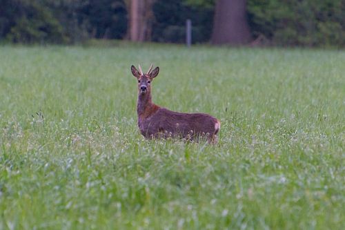 Reh im Morgenlicht – Nijreesbos, Almelo