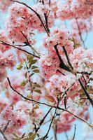 Vintage Sakura