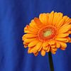 Oranje Gerbera bloem op blauw van Imladris Images