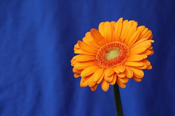 Fleur de gerbera orange sur fond bleu sur Imladris Images