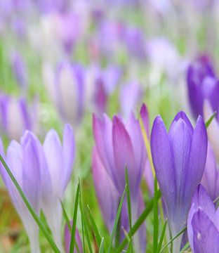 crocuses by Anita van Gendt