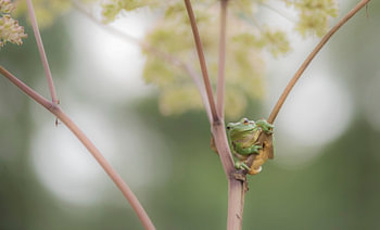 Laubfrosch auf Gemeinem Bärenklau