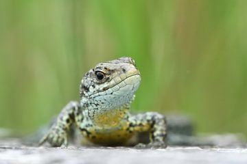 Lézard vivipare sur A. Bles