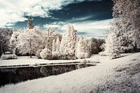 Parc de conte de fées surréaliste avec des arbres et un ciel bleu foncé dramatique. Photographie infrarouge.