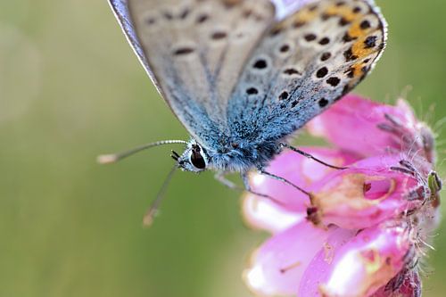 Bleu chiné