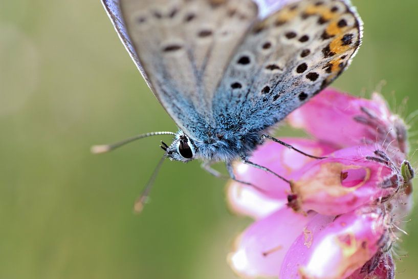 Heather blue by Nienke Castelijns