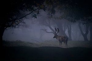 Damhirsch in einem dunklen, nebligen Märchenwald.