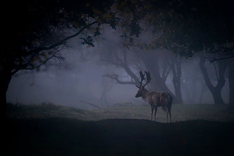 Fallow deer in a dark misty fairytale forest. by Albert Beukhof