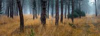 Waldpanorama im Sternwald