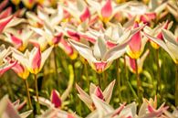 Mooie gekleurde tulpen van Stedom Fotografie thumbnail
