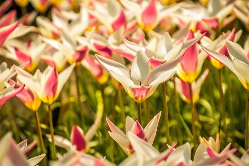 Mooie gekleurde tulpen van Stedom Fotografie